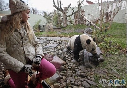 英企鹅嫉妒中国熊猫受宠向游客投粪便表抗议