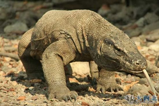 巴厘岛上的侏罗纪怪兽(图)