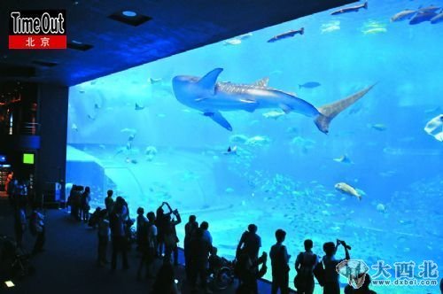 在号称亚洲第一的“美丽海水族馆”，透过隔离板看“黑潮海洋”，顿觉大自然的震撼与人类的渺小。