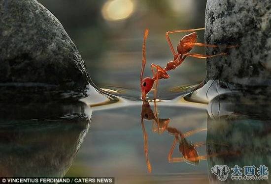 口渴了，喝点水：一只蚂蚁停下来喝水。