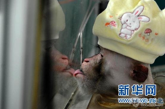 （新华直击）（2）中国科学家实现猴子大脑信号“遥控”机械手