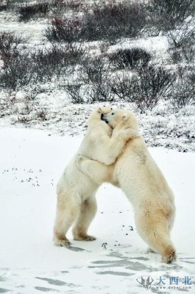 雪原上嬉戏的北极熊