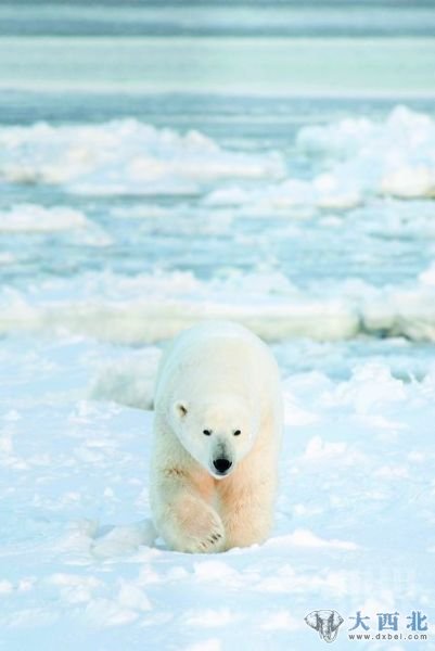 探访北极熊的世界