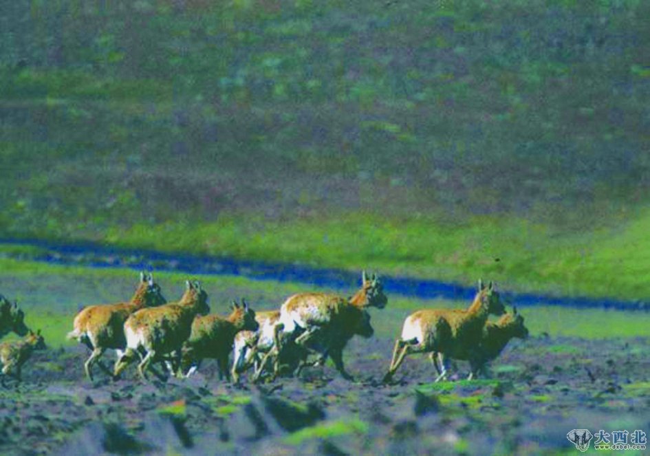 疾驰于可可西里大荒原的藏羚羊