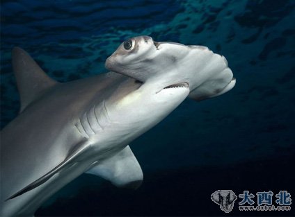 全球奇妙海洋世界：天使鱼清洁翻车鲀