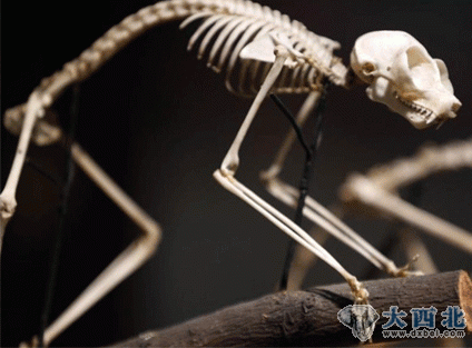 英国博物馆另类动物标本：黑猩猩脑袋砍去一半