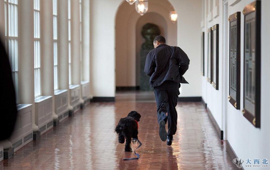 养宠物：2009年3月15日，奥巴马在白宫走廊上带着宠物犬“波”跑步。