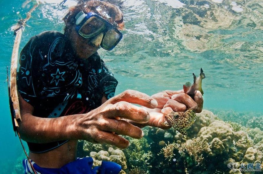 拉姆丹使用自制的矛枪捕鱼。爸爸死后，他成为母亲的唯一依靠，每天潜入海底的珊瑚礁捕猎。