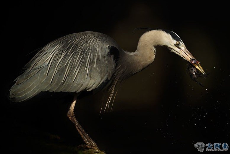 索尼世界摄影奖作品：灰苍鹭从鸟窝偷食雏鸟