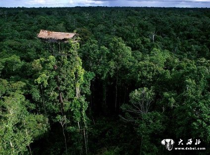 世界唯一居住树屋部落：房屋离地可达50米