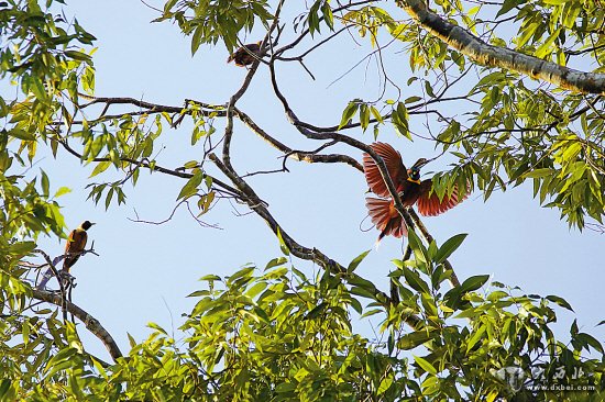 难得一见的天堂鸟——红极乐鸟
