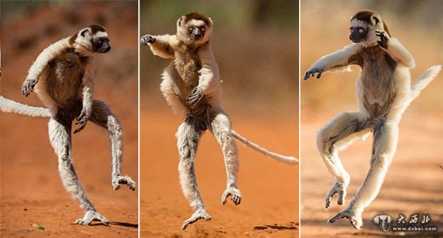马达加斯加狐猴走路如跳舞 滑稽“舞步”惹人爱