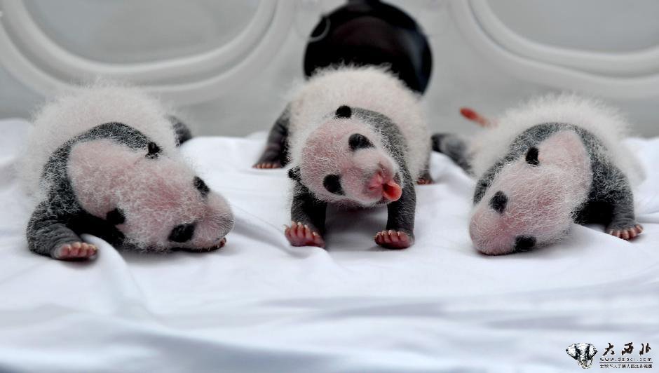 广州大熊猫三胞胎宝宝出生20天后再亮相 萌翻网友