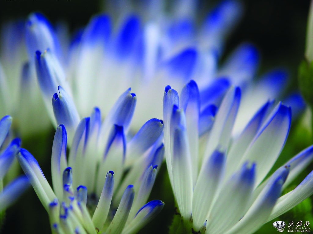 蓝菊