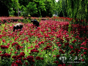 鲜花飘香滨河路