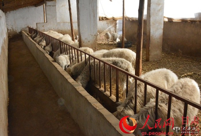 张湾村养羊产业