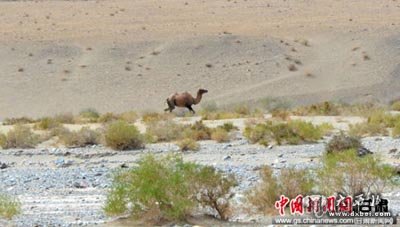 甘肃安南坝黄羊沟深处濒危野骆驼觅食栖息