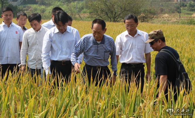 痛别！中国“杂交水稻