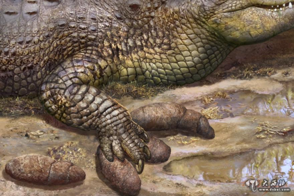 3300万年前，一只鳄鱼踩